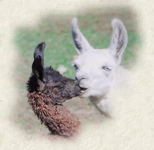 Babys First Kiss