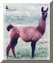 Evan show stance in field uncut